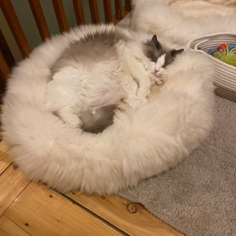 Charm of Sheepskin Rugs for Your Home.